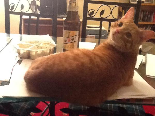 Does your cat like to sit on paper?