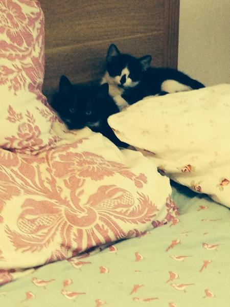 tips for getting kittens to move!