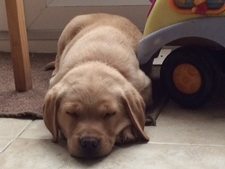 Lab or golden retriever?