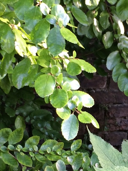 Another plant identification needed please