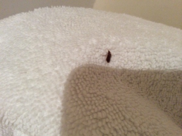 To move rooms so as not to share my pillow with