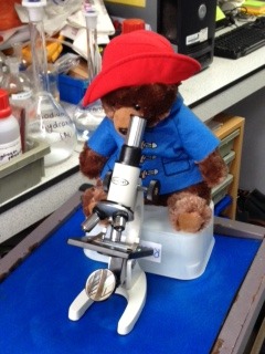 Read Mumsnetters’ special Paddington Bear stories! - £250 voucher to be won for testers!NOW CLOSED