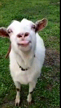 Can we have a Mumsnet pet?