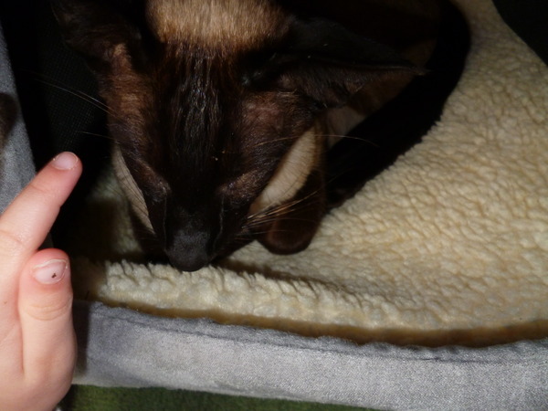 We can have a cat, we can have a cat, DH says we can have a cat!!