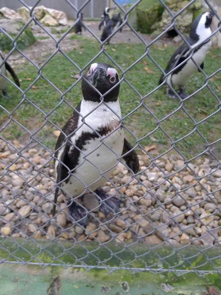 November 2012 - Halloween costumes anyone?