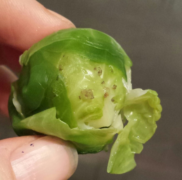 To be so squeamish about the contents of my veg box? *grim warning*