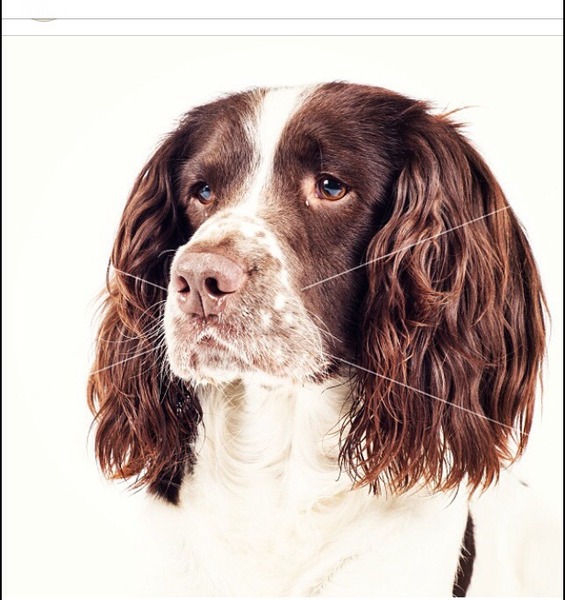 Any springer fans out there!