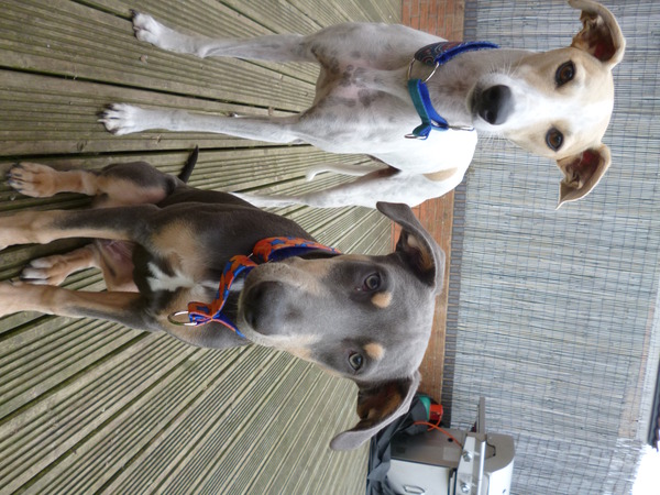 Is there such a thing as a lazy dog, like a greyhound, with good recall and good with children?