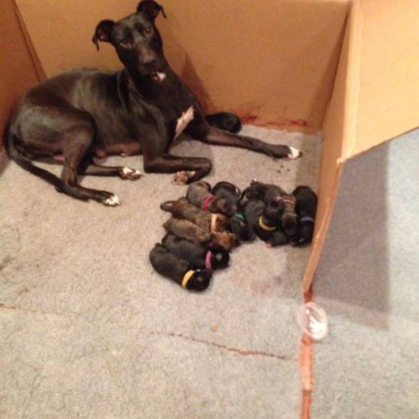 Help - a Lovely but heavily pregnant Lurcher turned up at my door today