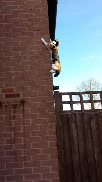 The cat just climbed the wall...literally