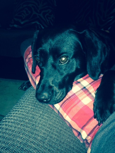 To think no you can't have your fecking dog back!