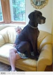 Is there such a thing as a lazy dog, like a greyhound, with good recall and good with children?