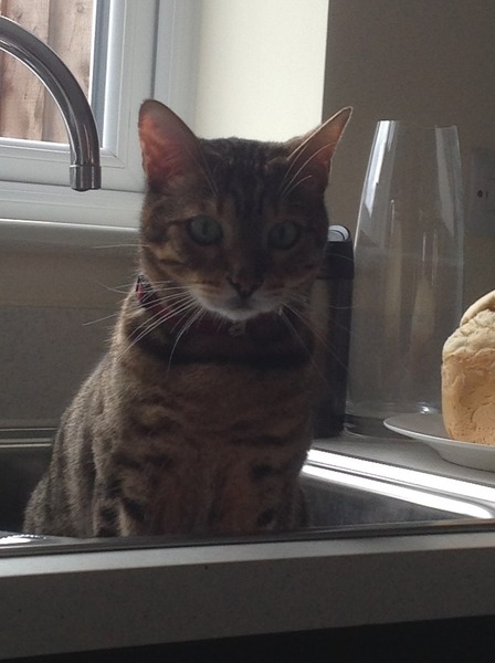 Cat jumping up on the worktop
