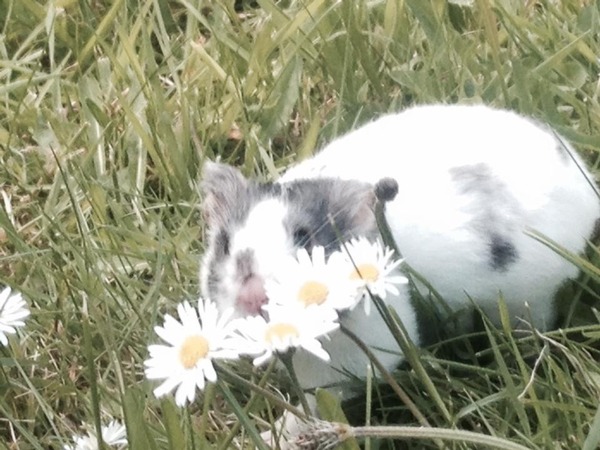 X FACTOR- and it's Whitney versus Elton week. A.K.A 'Melisma' week...