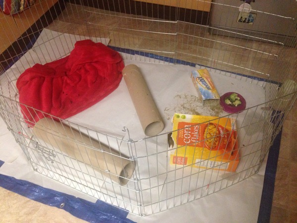 Indoor piggies - too cold at night?