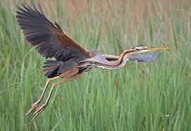 The Brave Babes Battle Bus - Kicking The Wicked Wine Witch Where It Hurts! Mwahahahahahahaha!