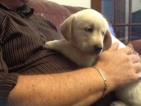 An apology to all new puppy mummies......