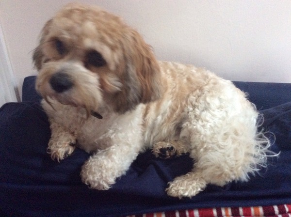 Stupid question of the day.  Is my dog a girl or a boy?  Pic included.
