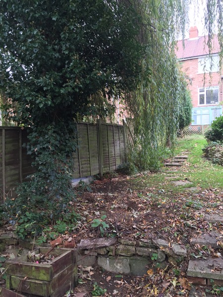 What to plant under a willow.