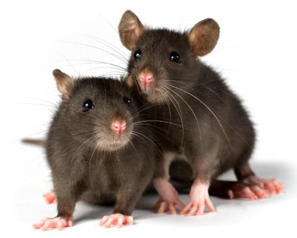 Can we have a Mumsnet pet?