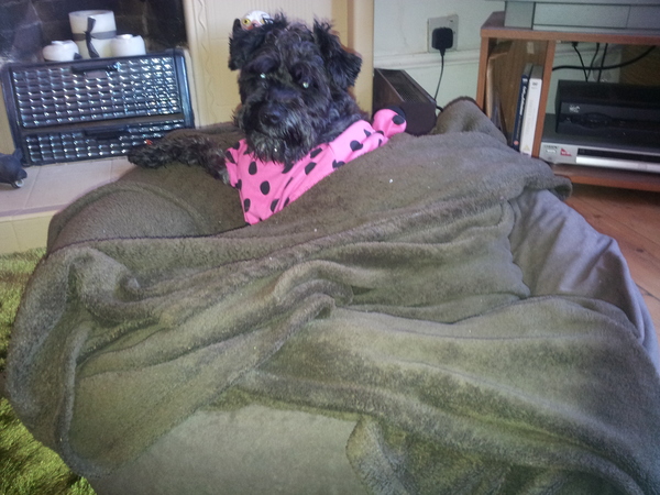 or is my dog?