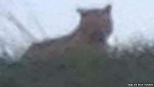 For thinking that this is just a bloody cat?