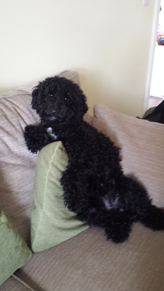 or is my dog?