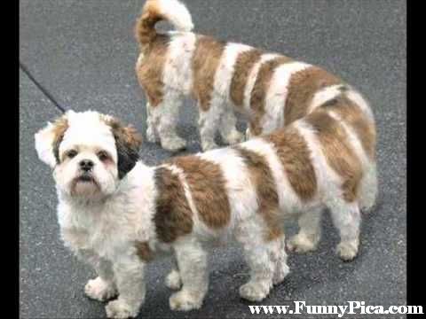 Can we have a Mumsnet pet?