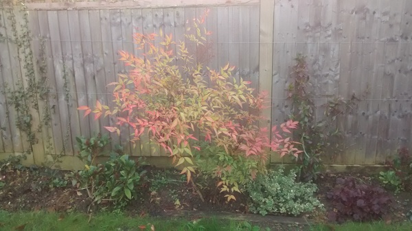 Autumn is a second spring when every leaf is a flower.