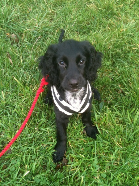 Sprocker, Cocker, springer or King Charles?