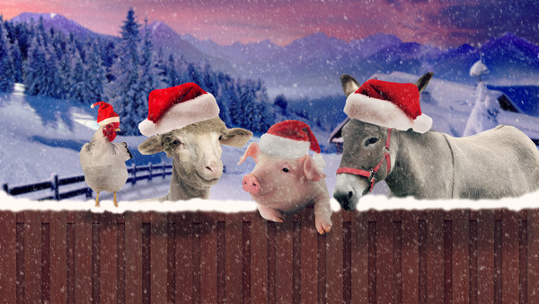 Win a Family Ticket to Umberslade Farm Park this Christmas!