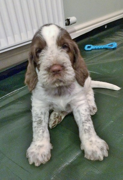 Crate training - naively optomistic??