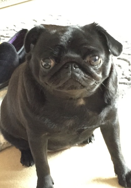 To be a bit miffed that people coo over my Pug puppy more than they do my newborn DD