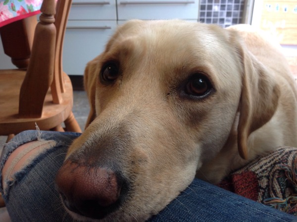 Can we have a Mumsnet pet?