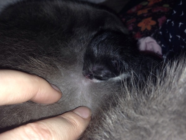 My cat is giving birth but I don't know if all is well. Help!