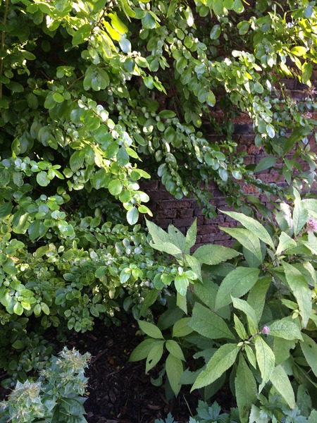 Another plant identification needed please