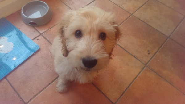 puppy update ...thank you!