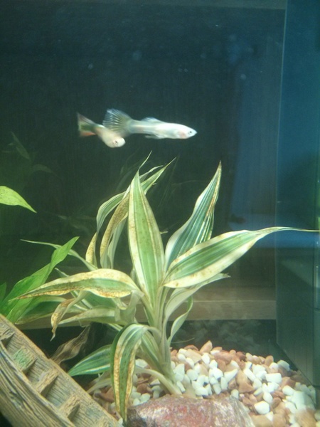 Brown Algae on plants