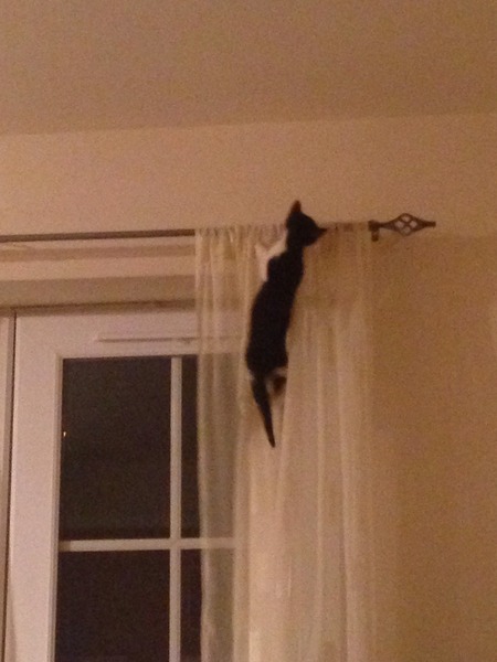 The cat just climbed the wall...literally