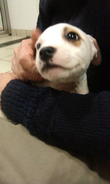 New puppy!