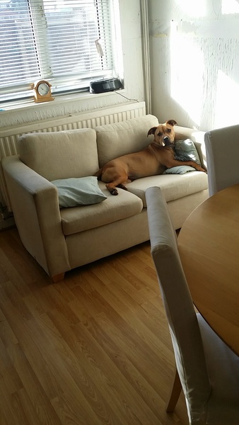 or is my dog?