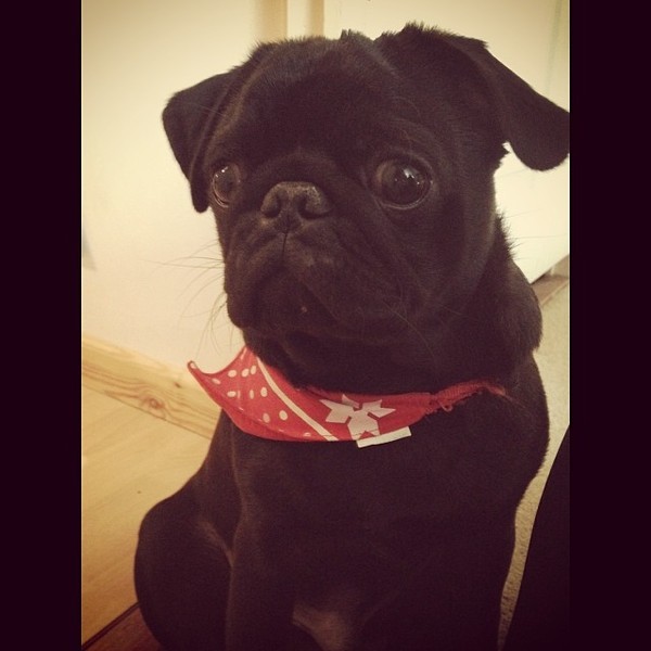 To be a bit miffed that people coo over my Pug puppy more than they do my newborn DD