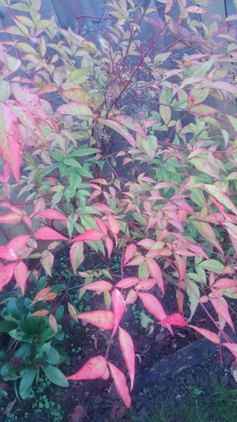 Autumn is a second spring when every leaf is a flower.