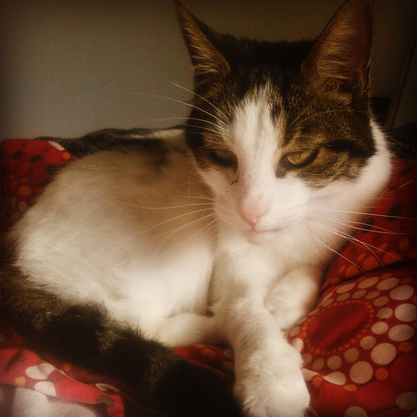 So...I have a cat!