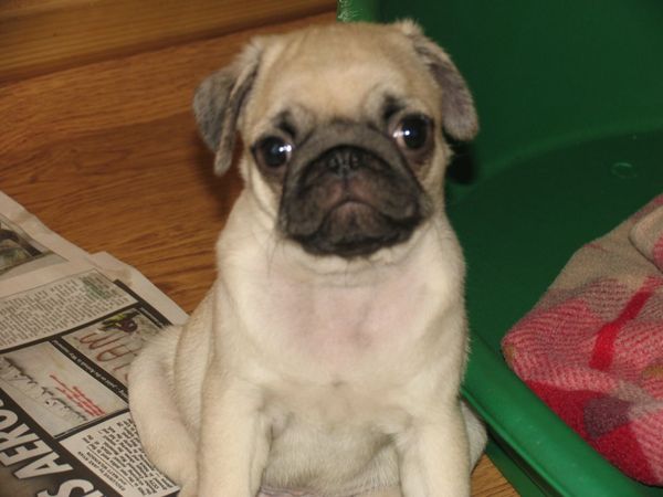 To be a bit miffed that people coo over my Pug puppy more than they do my newborn DD
