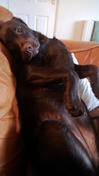 or is my dog?