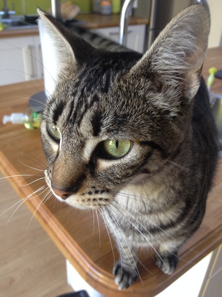 The 'POWER' of Mumsnet; looking for a Siamese/Oriental type cat