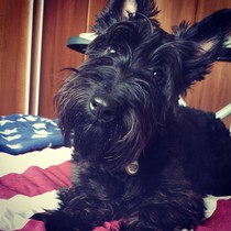 Can we have a Mumsnet pet?