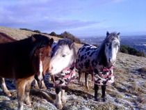 Week 6 - Pre-Christmas Low Carb Bootcamp - it's all downhill from here!