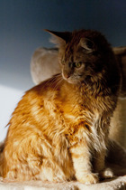 Remember, Remember, JS in November - no to bum fun, car shagging and worms. Control your stray wombles and windy boobs. Shout WANKBADGERS at the world of TTC and get your cape on for JUST SHAGGING 32!